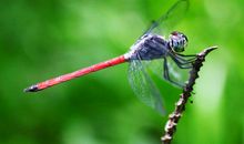 大自然中的一员“蜻蜓”_550字