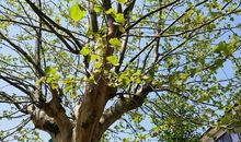 那一棵梧桐树（第一章）_500字