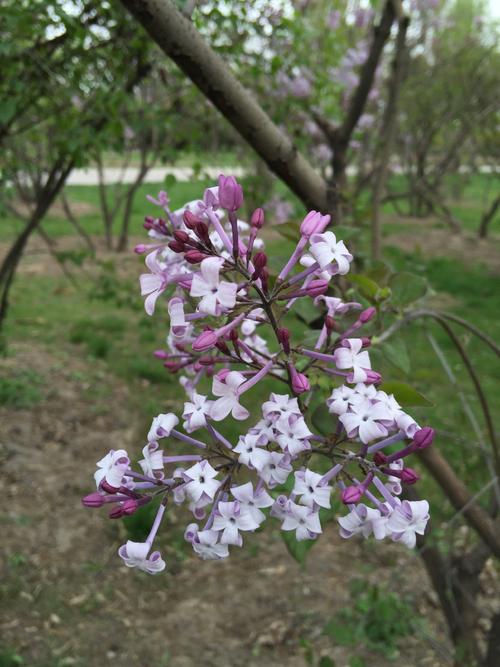 记住黑暗的花朵_1500字