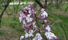 记忆深处的丁香花_1500字