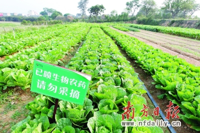 菜园_400字