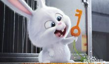 小白兔和她的朋友们_250字