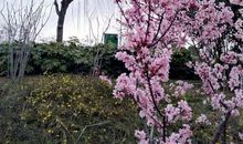 天晴画廊之桃花潭边的阿紫_1200字