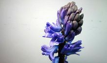 风信子的梦境_3000字