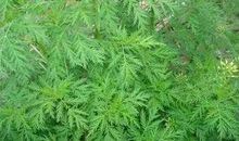 其实我只是一株草_450字