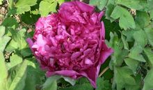 小学生感恩节作文700字：红豆杉的感恩_750字