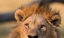 东方雄狮睡醒了!_400字