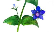 未来的手机_1000字