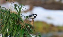 我又听到小鸟的叫声_800字