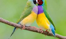 假如我是一只小鸟_800字