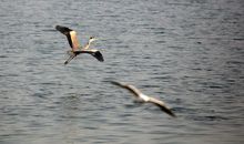 林间，鹤鸟_1200字