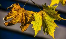 梧桐叶子纷飞_900字