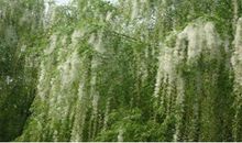 柳絮纷飞的季节_1500字