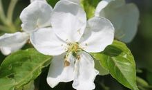 今夏花开（一）_2000字