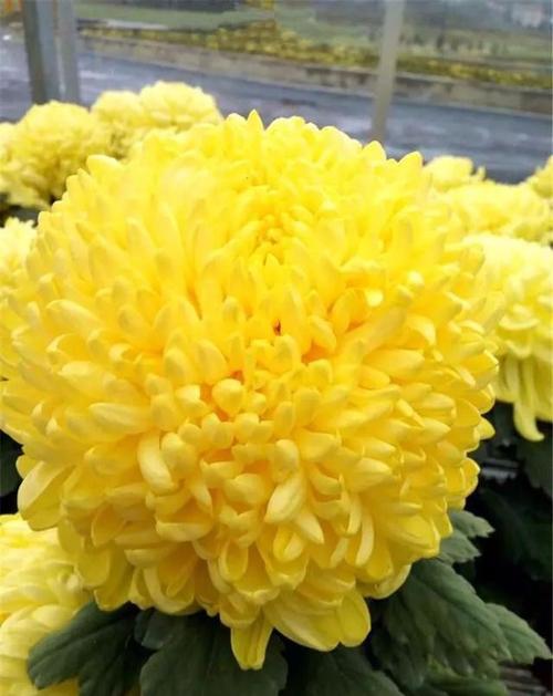我观察菊花_400字