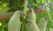 等待花开的日子（引子）_800字