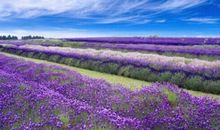 薰衣草之等待爱情（一）御花园相遇_700字