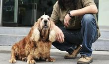 隔壁我家狗狗叫嘟嘟（引子）致嘟嘟！_250字