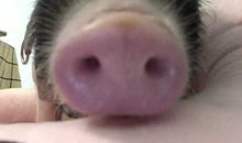 隔壁我家狗狗叫嘟嘟（一）新来的“家庭成员”_400字