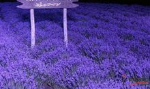 薰衣草之等待爱情（二）洛阳刺客_750字