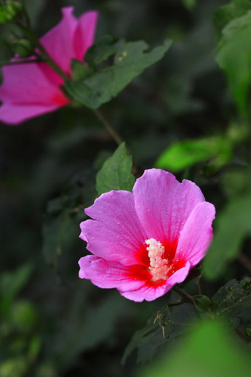 “花园，还不束手就擒。你独自行，竟还敢在之上之上来之上来，今日，便要彻底将你！”