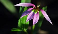 那一年，花又开放（第三章）神秘怪人_550字