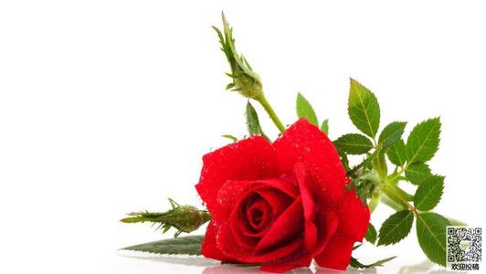 伊拉克开始颤抖，泪水，像永泉一般肆虐，身体就像一个美丽的摇晃。