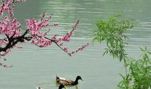 小学生必背古诗词鉴赏——惠崇《春江晓景 》