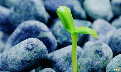 我学会了克服困难_700字