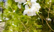 明媚温暖的三月日光_800字