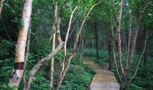 森林与生态_600字