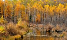 白桦林（一）遇_800字