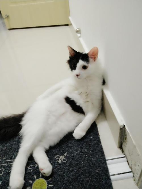 我的家人有一只猫_600字