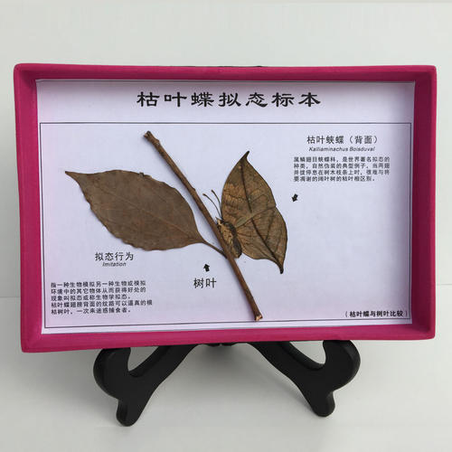 贝蒂蝴蝶_900字