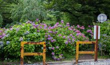 紫阳花的夏天_400字