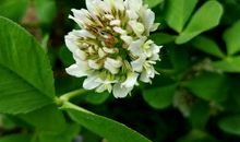 角落的芬芳_800字