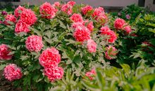 牡丹花的哭泣_1200字