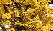 何思问个人简介