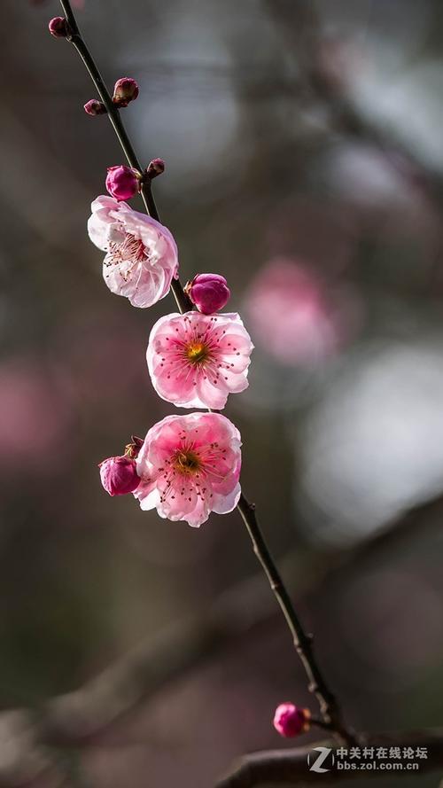 “愚蠢的梅，你是花卉世界，花卉产业被你的生活守卫。如果你拯救鲜花，你就会死，你死了，世界是非常危险的地方，甚至我的桃花，也在世界丢失的东西？”