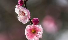 梅花（一）_1200字