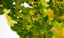 雨季（序）银杏树下的初识_800字