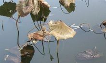 雨季·雨记_300字