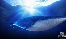 蓝鲸的自述_400字