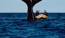 虎鲸的自述_600字