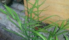 我家门口的植物_700字