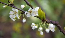 一年级状物作文：梨花赞_400字