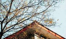 旧景总是有些难舍_900字