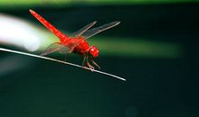 我应该是一只蜻蜓_800字