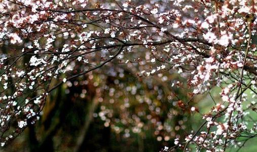 让痛苦变得芬芳_800字
