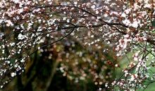 让苦难变得芬芳_800字